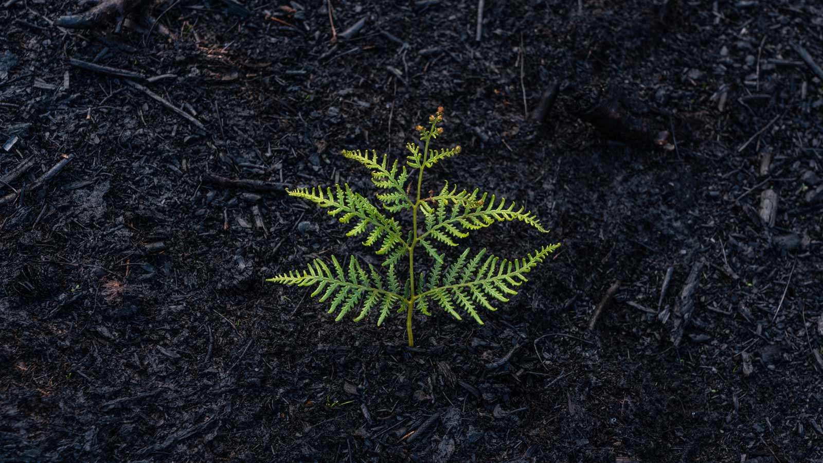 The Three R’s – Restore, Recover, and Review